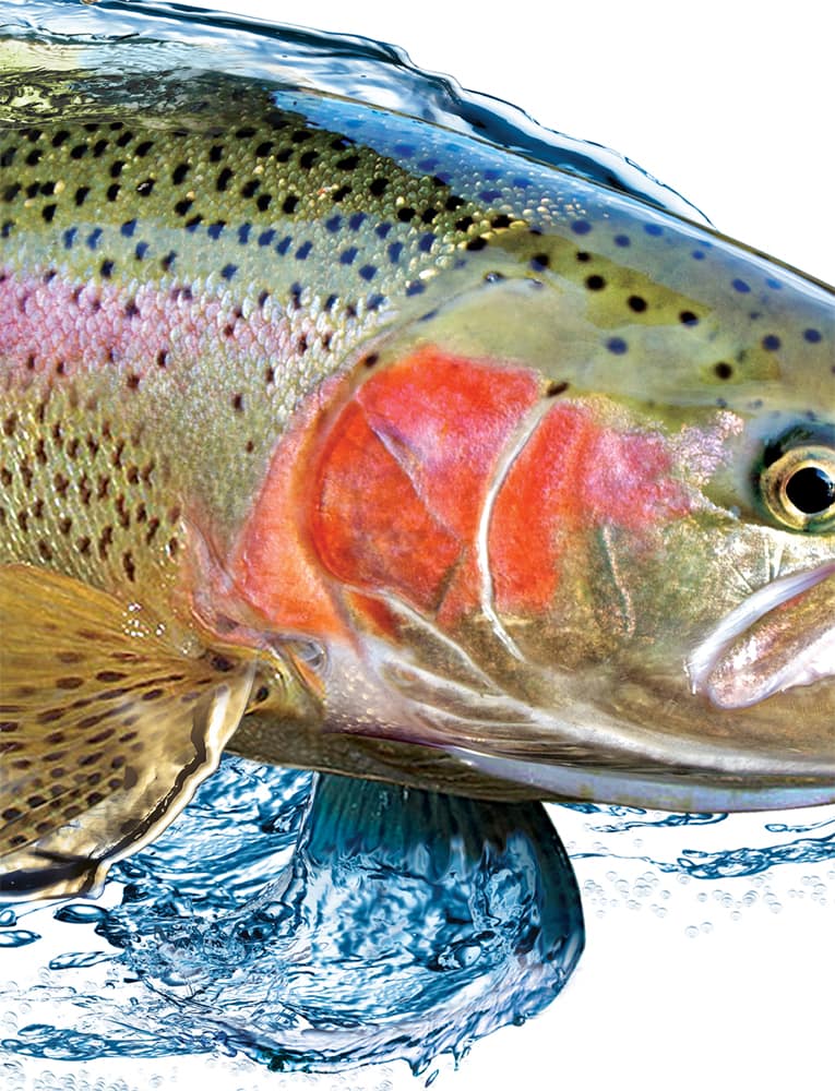 Rattlin Jack Rainbow Trout Fishing Shirt Men's UV Sun