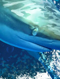 Rattlin-Jack-Shark-UV-Fishing-Shirt-Mens-UPF-50 Detail of Back View in White